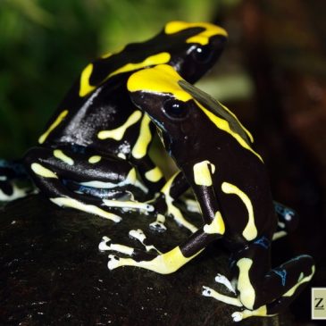 День всех влюбленных